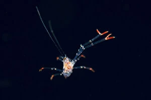 Claw Gallery: Juvenile Crab with extended claws - floating in water column - Blackwater night dive, Seraya
