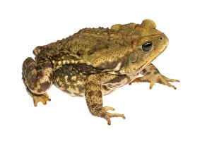 Bufo Marinus Ictericus Gallery: Juvenile Cururu Toad (Rhinella icterica)