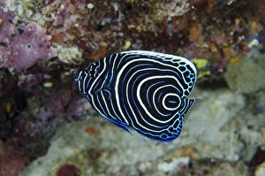 Actinopterygii Gallery: Juvenile Emperor Angelfish - Nudi Rock dive site, Misool Island, Raja Ampat