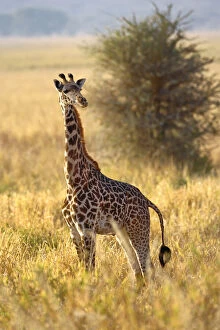 Camelopardalis Gallery: Juvenile Giraffe, Giraffa camelopardalis