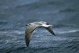 Scilly Isles Prints: Juvenile Great Black-backed Gull over waves Isles of Scilly, August