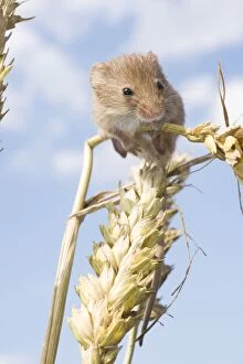 Juvenile Harvest Mouse on wheat stalk