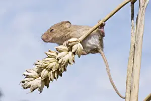Juvenile Harvest Mouse on wheat stalk. UK