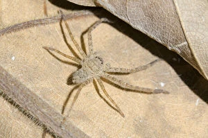 Arthropoda Gallery: Juvenile Huntsman Spider on leaf - Klungkung, Bali, Indonesia     Date: 08-Aug-20