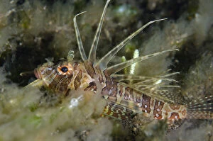 Amed Gallery: Juvenile Lionfish - night dive - Melasti dive site, Amed, Bali, Indonesia