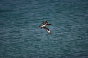 Juvenile Northern Gannet diving for food
