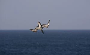 Juvenile Northern Gannet diving for food