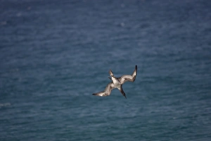 Juvenile Northern Gannet diving for food