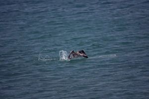 Juvenile Northern Gannet diving for food
