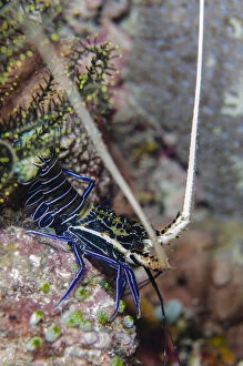 Juvenile Painted Spiny Lobster - night dive