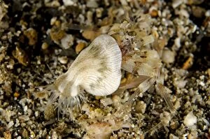 Juvenile Pale Anemone Hermit Crab on black sand