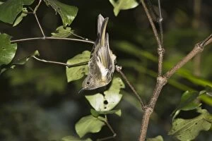 Juvenile rare Stitch bird / Hihi