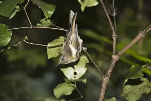 Ringed Prints: Juvenile rare Stitch bird / Hihi