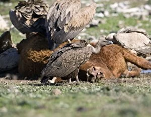 juvenile Ruppells Vulture at carcass