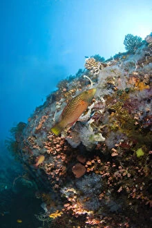 Biology Gallery: juvenile wrasse, Scuba Diving at Apo Island