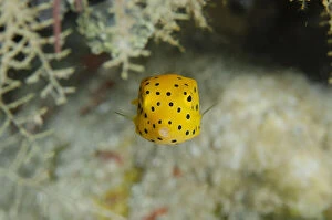 Bangka Gallery: Juvenile Yellow Boxfish - Tampa Fufu dive site