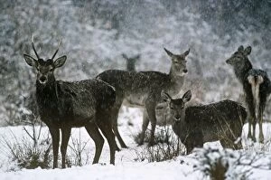 JVG-1211 Hangul / Kashmir Deer