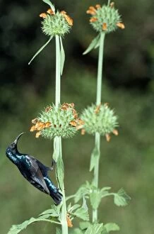 JVG-1344 Purple Sunbird - male feeding