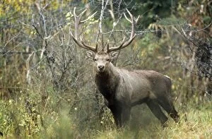 JVG-1560 Hangul / Kashmir Deer - male