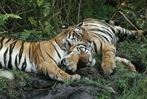 JVG-2487 BENGAL / INDIAN TIGERS - female & cub, sleeping