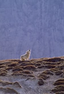 JVG-3053 Tibetan Wolf - male howling near den
