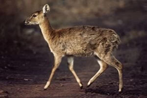 JVG-3303 Four-horned Antelope / Chousingha