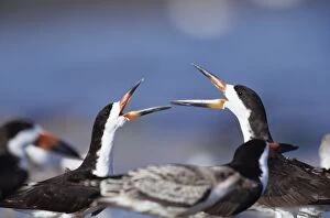 JZ-1248 BLACK SKIMMERS - two, with beaks open, facing each other
