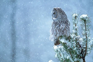 JZ-1515 GREAT GREY OWL - on tree, in snow