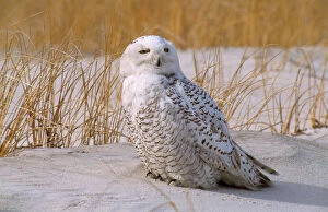 JZ-1636 Snowy Owl - on sand with grass