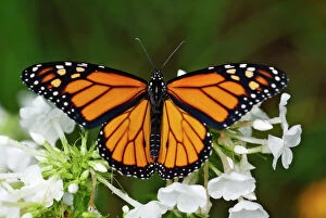 Jz 2729 wanderer monarch milkweed butterfly