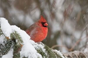 JZ-3354 Northern Cardinal - male in snow