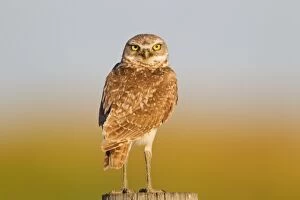 JZ-3837 Burrowing Owl - Early morning hunt