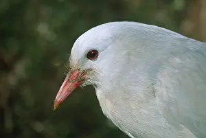 Kagu Prints: Kagu - close-up