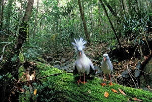 Display Collection: Kagu - Male with crest erect - Rainforests of New Caledonia JPF47259