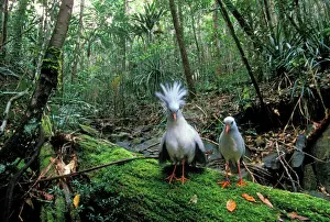 Couples Prints: Kagu - Male with crest erect - Rainforests of New Caledonia JPF47259
