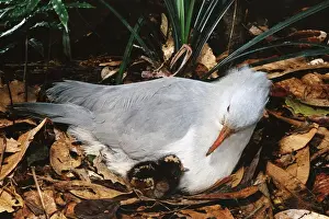 Kagu Prints: Kagu (Rhynochetos jubatus) With chick 7-8 hours old