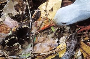Kagu (Rhynochetos jubatus) chick between 7 and 8 hours old, getting its first meal of a worm