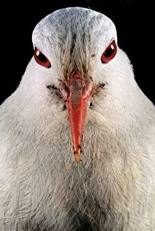 Kagu (Rhynochetos jubatus) close up, showing binocular vision that allows the bird to hunt small prey on the dark