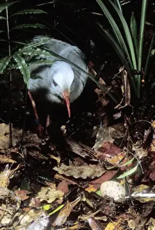Kagu Prints: Kagu (Rhynochetos jubatus) hen approaching egg