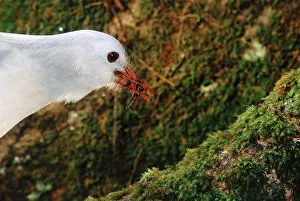 Kagu Prints: Kagu (Rhynochetos jubatus) with insect