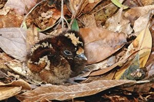 Kagu (Rhynochetos jubatus) Newly hatched chick on nest