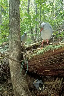 Kagu Prints: Kagu (Rhynochetos jubatus) parents leaving chick part-hidden while they forage