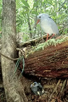 Kagu (Rhynochetos jubatus) parents leaving chick part-hidden while they forage, New Caledonia, endemic to rainforests of New Caledonia JPF50388