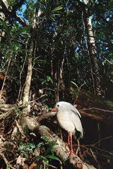 Kagu (Rhynochetos jubatus) in rainforest habitat