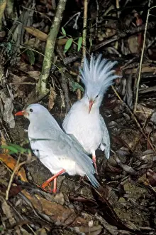 Crests Prints: Kagu (Rhynochetos jubatus) territorial display (on meeting another bird)