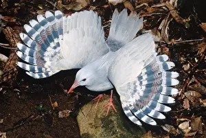 Kagu (Rhynochetos jubatus) threat display, New Caledonia, endemic to rainforests of New Caledonia JPF50429