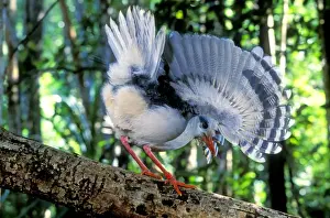 Kagu Prints: Kagu (Rhynochetos jubatus) walking on fallen tree while displaying (threat display)