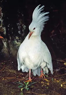 Endemic Prints: Kagu - territorial display when meeting other. Endangered. Endemic New Caledonia