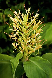 Flora Collection: Kahili Ginger or Ginger Lily Hedychium gardnerianum, from eastern Himalayas
