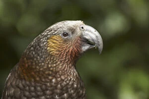Ornithology Gallery: Kaka, (Nestor meridionalis), Karori Wildlife